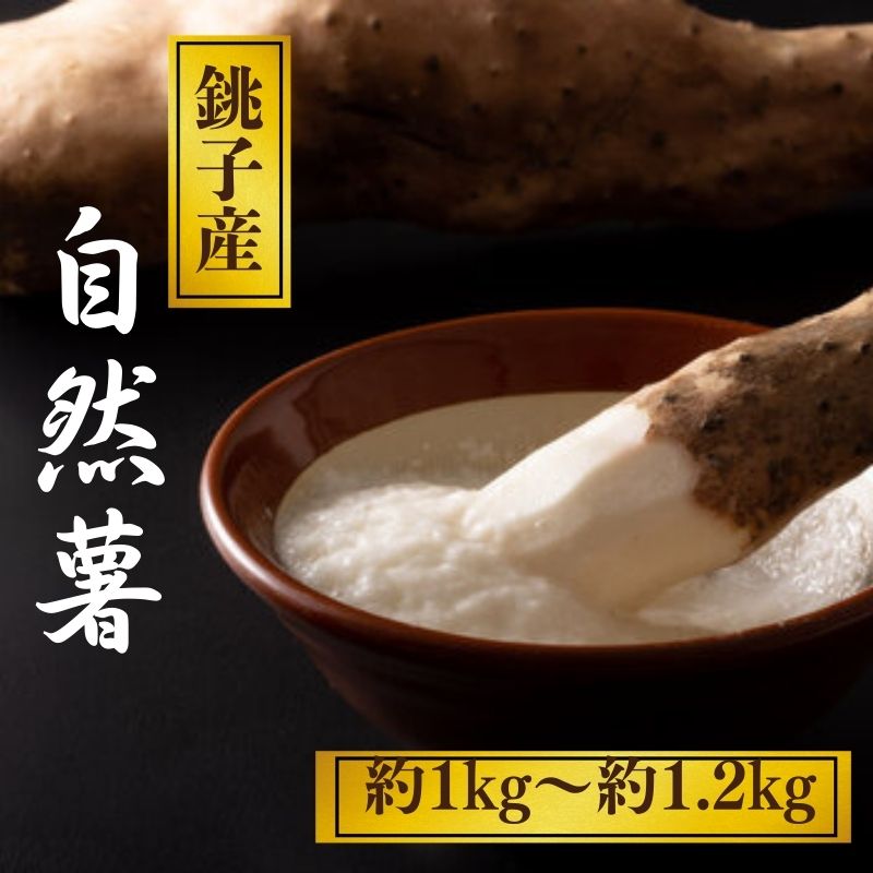 【ふるさと納税】 銚子産 自然薯 約1kg~約1.2kg 山芋 とろろ じねんじょ 長芋 大和芋 いも 芋 国産 千葉県産 銚子産 野菜 やさい とろろ ご飯 山かけ 旬 農家直送 産地直送 グルメ 送料無料 ふるさと納税 ふるさと納税野菜 千葉県 銚子市 弥兵衛 【12月中旬〜1月中旬配送】