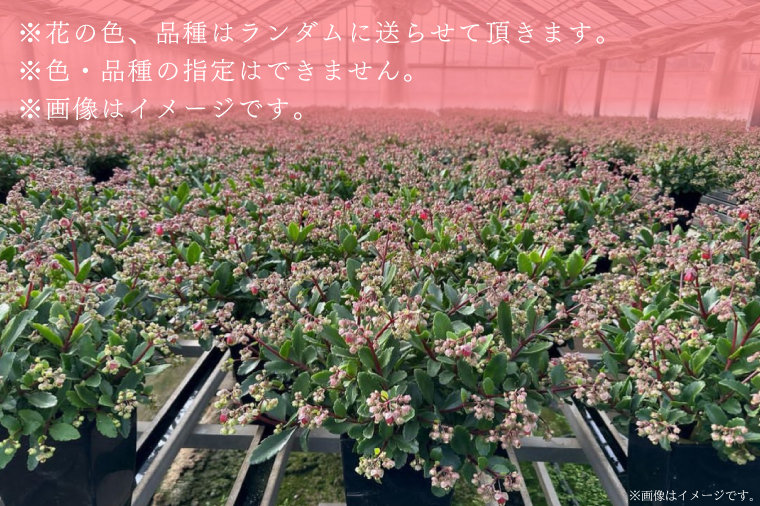 【2026年2月より順次発送】須貝花園 カランコエ 1鉢(7号鉢)｜カランコエ 花 季節の花 須貝花園 先行予約 茨城県 行方市(C-3)