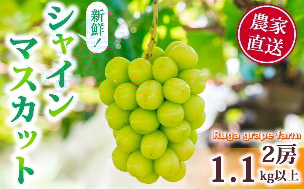 
            【先行受付2026年発送】シャインマスカット2房（1.1kg以上）｜Ruga grape farm※2026年9月上旬以降発送予定
          