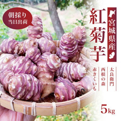 【ふるさと納税】【宮城県産】紅菊芋5kgセット(1kg×5袋) 生きくいも 西根の森|太良衛門【1704796】