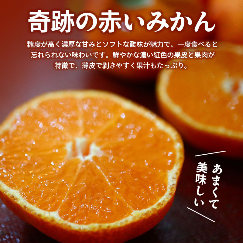 先行予約 小原紅早生みかん 約3kg  果物 フルーツ みかん 蜜柑 紅みかん 柑橘 温州みかん デザート スイーツ ケーキ ジュース ゼリー アイス シャーベット ジェラート フルーツ大福 ギフト 