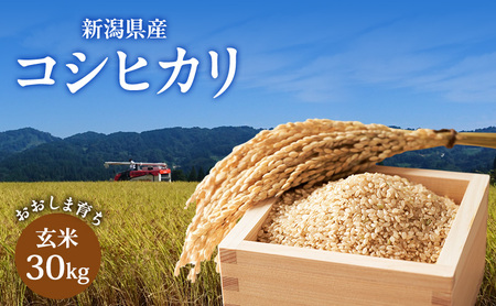 【先行予約　11月上旬より順次出荷】令和7年度産　新潟県上越市産　新潟県産コシヒカリ玄米　おおしま育ち　玄米30kg入