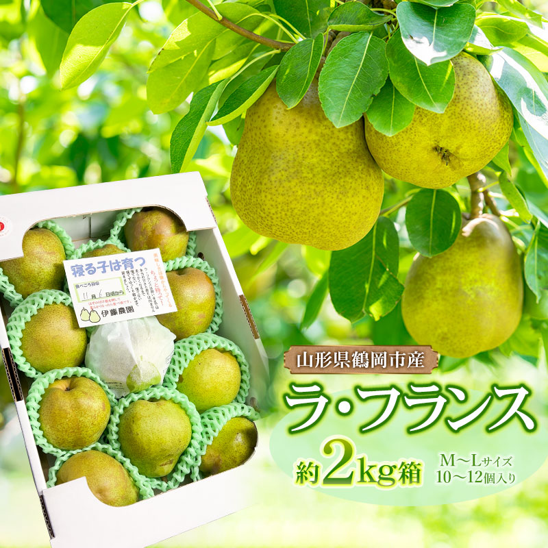 【令和8年産先行予約】家庭用　ラ・フランス　M～Lサイズ 約2kg（10～12玉入り） 箱入　伊藤農園