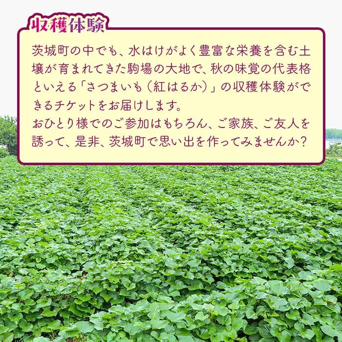 491 さつまいも掘り 体験チケット （４名まで利用可能）