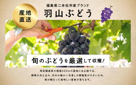 《2025年9月初旬以降発送》羽山のぶどうおまかせ 2房（1.4kg）【羽山果樹組合】
