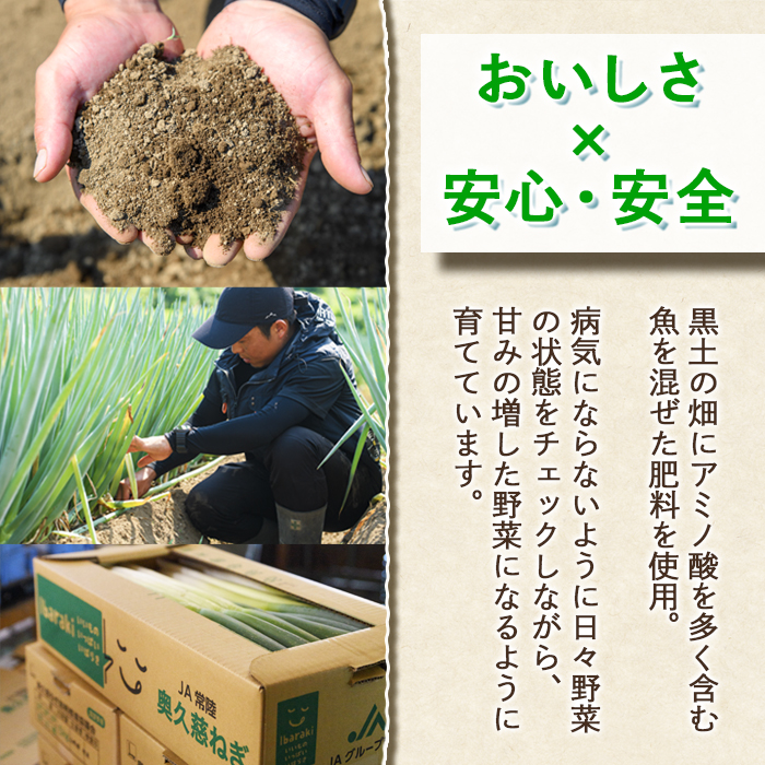 特選ネギ 約3kg 小野瀬農園 【小野瀬農園】【ho1415】
