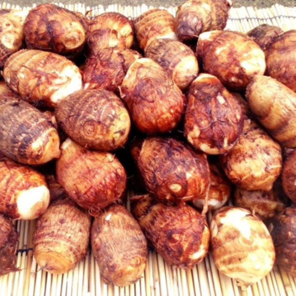 【ふるさと納税】 【先行予約】甲斐市産 八幡芋 Lサイズ 1.0kg ＜先行 予約 野菜 里芋 さといも いも ミクニ農園 特産 新鮮 産地直送 山梨県 甲斐市＞ AD-330