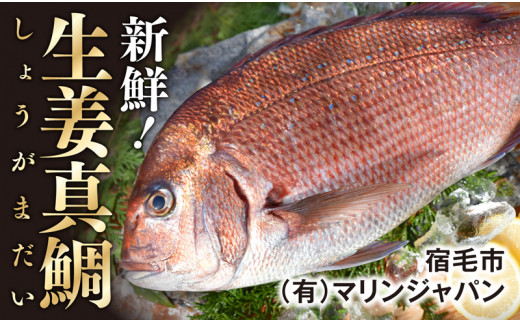 高知産の生姜を食べて育った、新鮮絶品の「生姜真鯛」一尾・鮮魚