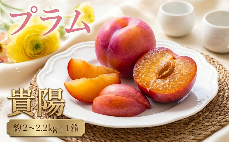 
                  【2026年7月中旬以降発送予定】 プラム（貴陽）約2～2.2kg すもも 果物 くだもの フルーツ ふるーつ 美味しい ぷらむ お取り寄せ 贈答用 千葉県 東金市
                