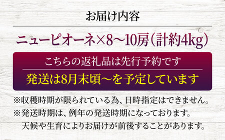 【2026年先行予約】 三次の葡萄 ニューピオーネ（約4kg／8から10房）＜8月下旬頃から順次発送＞ 三次市 / 黒瀬ぶどう園[APAB004]