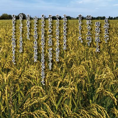 ふるさと納税 登米市 令和7年度産 宮城県産 つや姫 5kg×2袋 〜炊き上がりが美味しい、上品な甘みのお米〜 |  | 01