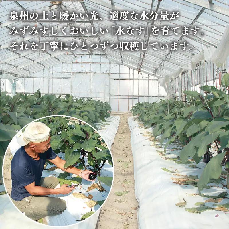 【お中元対応】泉州 泉佐野市産 ハウス水なす 6個