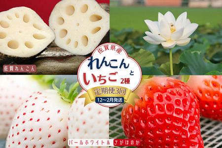 【定期便3回】佐賀県産 れんこんといちご【12～2月発送】：B445-006