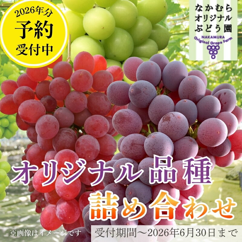 【ふるさと納税】【2026年7月上旬～順次発送】ぶどう詰め合わせ ここにしかないオリジナル品種 ※容量選択可 中村オリジナルぶどう園 ※発送前の連絡にご注意ください 希少 おまかせ ぶどう 葡萄 ブドウ グレープ フルーツ 果物 くだもの こだわり 大阪 河内長野 長野