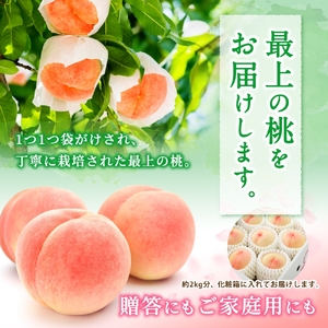 桃 白桃 11～15玉入り秀品【2026年6月下旬から7月中旬ごろ発送】【S96001-mtgn045】