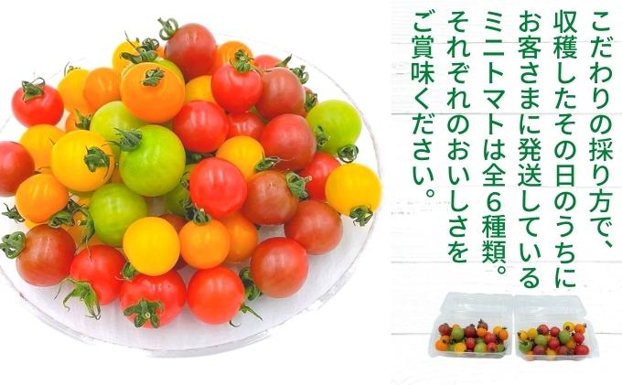 「栗林農園」素のままパスタソースとカラフルミニトマト