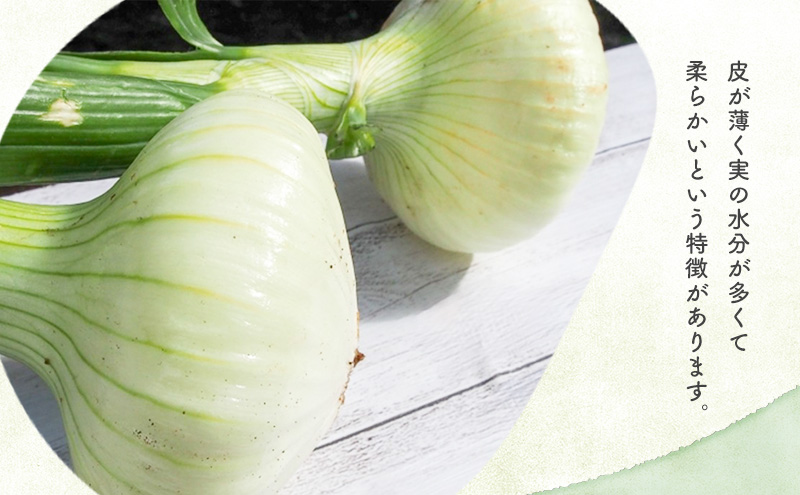 静岡県浜松市産 新玉葱 はるたま Lサイズ 10kg 約50個 野菜 新玉ねぎ たまねぎ タマネギ サラダ オニオン 国産 浜松市 静岡 【配送不可：離島】