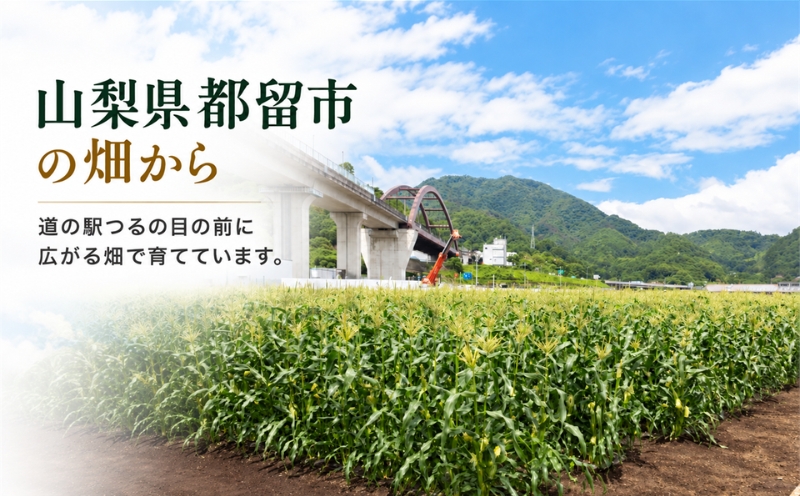 【2027年 先行予約】もぎたて発送！山梨県産 ヤングコーン 50本【栄養たっぷりヒゲ付き！】 ||  炭野菜 野菜 とうもろこし 間伐材 炭 肥料 SDGs 炭香ファーム ヤングコーン