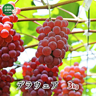 【ふるさと納税】デラウェア約3kg 果物類 ブドウ 葡萄 フルーツ 果物 デザート おやつ 食後 山梨県産 　お届け：2025年7月下旬～8月中旬