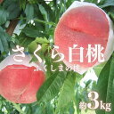 【ふるさと納税】No.2515 もも　特秀「さくら白桃」約3kg【2025年発送】