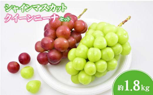 
                  【ぶどう2種食べ比べ】シャインマスカット＆クイーンニーナ 計1.8kg程度（国産 フルーツ 果物 くだもの ブドウ シャインマスカット クインニーナ 食べ比べ）
                