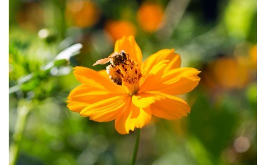 国産天然 非加熱はちみつ 380g 3本セット「春の百花」「6.18」「初夏の百花」 純粋はちみつ 生はちみつ