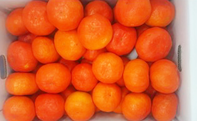 
            【先行予約】みかん 約3kg 約5kg 紅みかん 柑橘 ミカン 蜜柑 オレンジ 果物 くだもの フルーツ 果実 家庭用 12月～ 順次発送 香川県 丸亀市
          