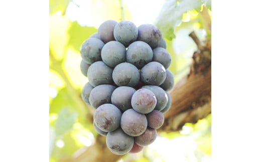 【皮ごとOK!】長野県産・種なしナガノパープル(約1kg)秀品 2026年8月下旬から順次発送予定 信州 南信州 高森町 産地直送 果物 くだもの ぶどう 旬のぶどう パープル 山下屋荘介