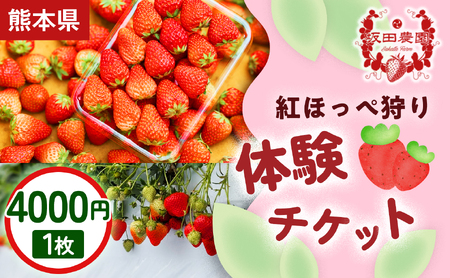 【家族・カップルにおすすめ！】熊本・玉名市のいちご狩り体験割引券 紅ほっぺ狩り体験チケット 4,000円×1枚  1セット | 観光体験  プレゼント 熊本県 玉名市