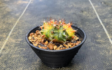 ギムノカリキウム ミハノビッチ 1株 Gymnocalycium mihanovichii 長与町/アグリューム[EAI222] 