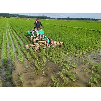 ふるさと納税 一関市 有機JAS転換期間中「ササニシキ」5kg |  | 01