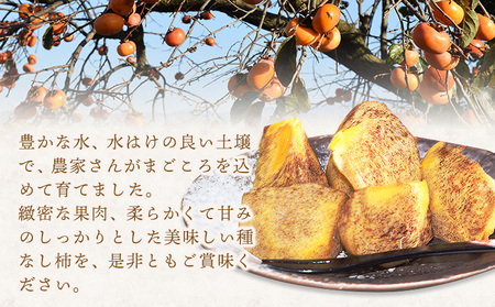 希少 紀の川柿 約1.8kg（種無し）秀選品 厳選館 【先行予約】《10月中旬-11月中旬頃出荷》 和歌山県 日高川町 柿 カキ かき 紀の川柿 平核無柿 ひらたねなしかき 樹上完熟 ジューシー フル