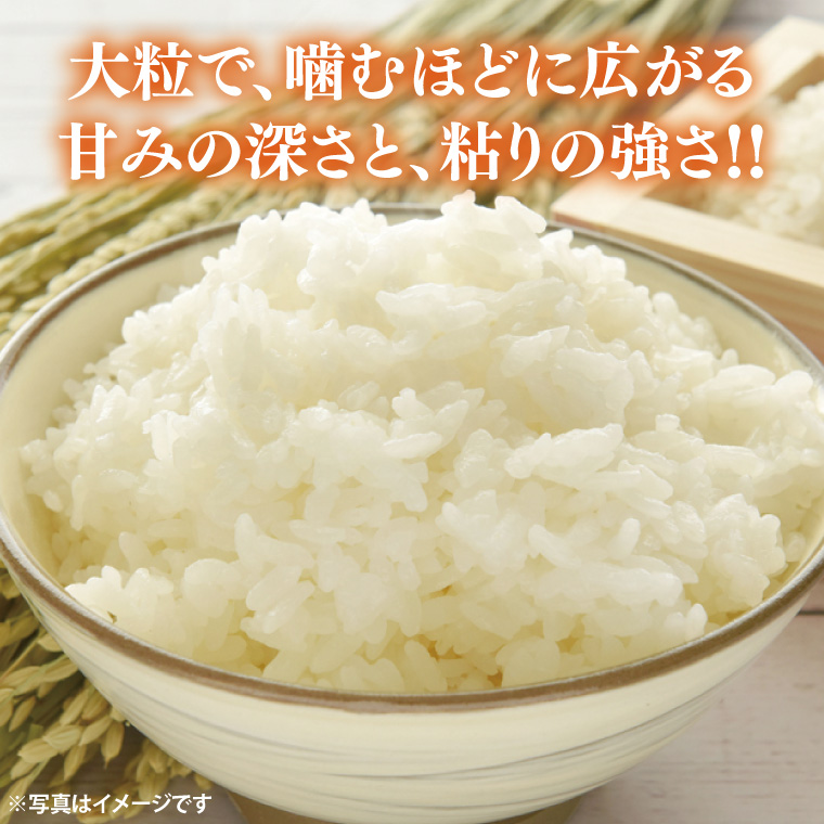 ＼先行予約・10月より順次発送／山﨑観光農園のお米　ゆうだい21　白米5kg｜栃木県 益子町 ふるさと納税 お米 ゆうだい21 白米 精米 5kg 高評価（AU006）