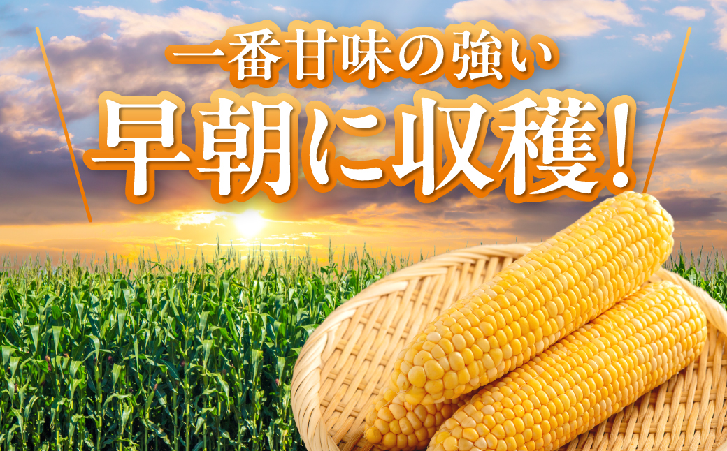 極☆凍結 北海道産 スイートコーン とうもろこし 2Lサイズ 6本入り HOKP001