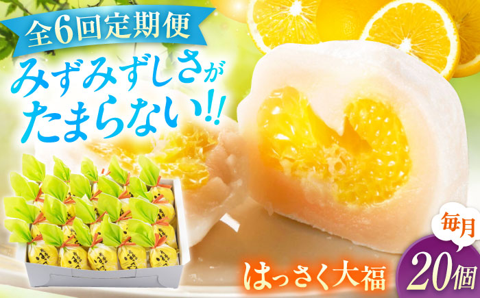 【6回定期便】お菓子 はっさく大福20個入　 お菓子 大福 八朔 柑橘 みかん オレンジ 餅 ギフト お取り寄せ スイーツ フルーツ大福 ご当地 菓子 おかし デザート 食品 人気 おすすめ 広島県福