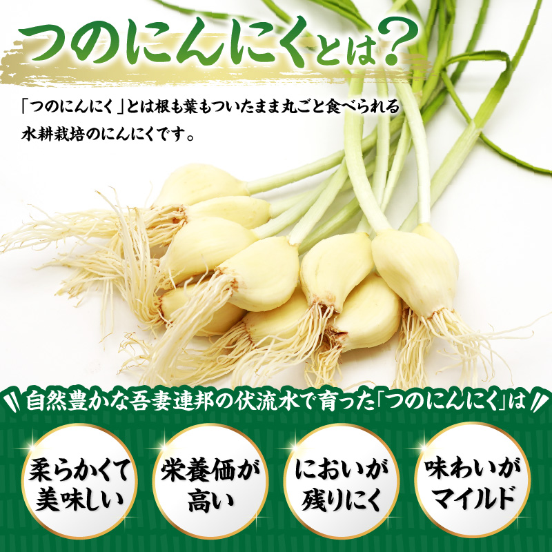 つのにんにく 10本 × 7袋 計70本 発芽にんにく 水耕 栽培 スプラウト にんにく ニンニク 山形県 米沢市