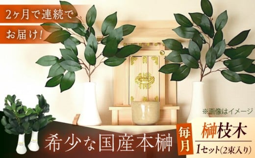 【全2回定期便】植物 備後・榊（サカキ）切り枝 １束サイズ1セット（2束入り）植物 神棚 祭壇 起工式 地鎮祭 真榊台 神聖 榊 本榊 さかき セット そのまま すぐお供え 神具 国産 玉串 木 葉 枝葉 商標登録 福の山 備後 切り枝 季節 変化 国産本榊 新鮮 鮮度 品質 稀少 丁寧 丹精 立体的 ふくらみ 高品質 一貫体制 管理 定期便 広島県福山市/小林商事  [BAEA011]