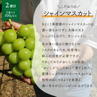 ふるさと納税 真庭市 【発送月固定定期便】【2026年先行予約】藤稔とシャインマスカット　1房お試し便(岡山県産)全2回 |  | 02