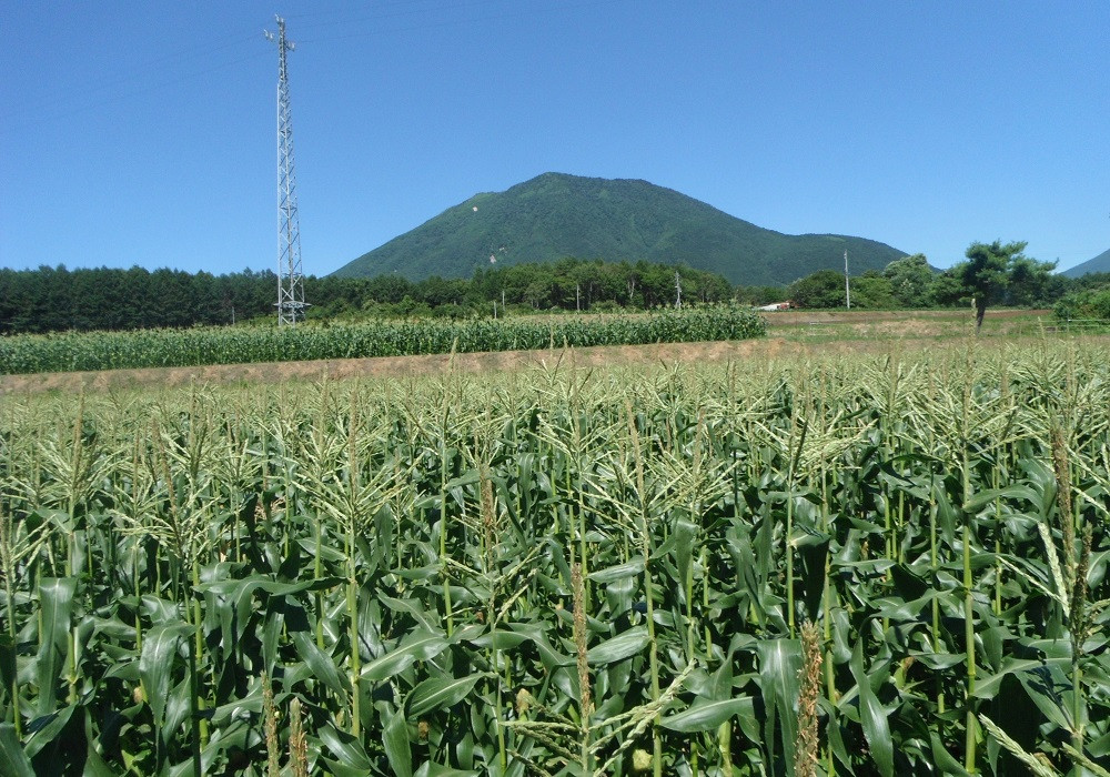 生産者の仁の蔵は、お米や野菜を育てる一方で、そば屋や農産物直売所も営んでいます。とうもろこしの生産量は町内最大級です。