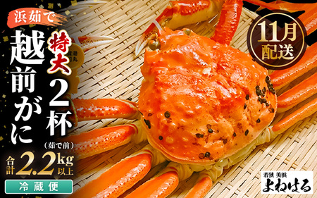 【先行予約】≪浜茹で≫ 天然 越前がに 特大 (茹で前1.1～1.3kg) × 2杯 冷蔵ですので、届いてすぐお召し上がりいただけます！ タグ付 福井を代表する冬の味覚！【2025年11月中旬以降順次発送予定】【越前ガニ 越前蟹 かに ずわい ズワイ 福井】[m17-x004_11] 