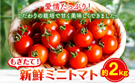 ミニトマト 2kg 出原農園 《1月上旬-5月末頃出荷》 岡山県 矢掛町 野菜 ミニトマト もぎたて 新鮮 st-p