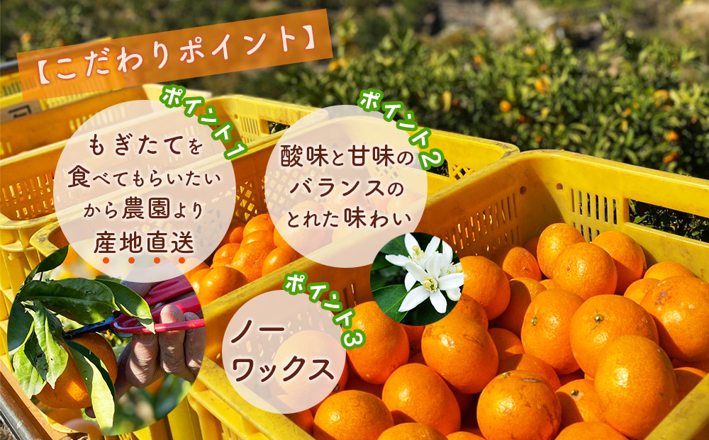 山城農園 和歌山県産 有田みかん 5kg 混サイズ 農園直送 ORYY 人気No.1 口コミ多数！   BA17_イメージ4