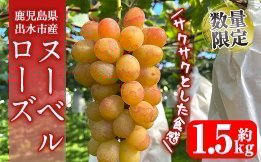 i1117-B ≪数量・期間限定≫ ヌーベルローズ (計約1.5kg) 国産 鹿児島 出水市 ぶどう ブドウ 果物 くだもの フルーツ ヌーベルローズ 葡萄 旬 種なし 旬 歯ごたえ 冷蔵 【山門ぶどう園】