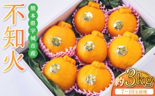 先行予約 不知火 約3kg 2026年2月下旬から2026年4月上旬発送予定 しらぬい 蜜柑 熊本県産 九州産 国産 坂下園