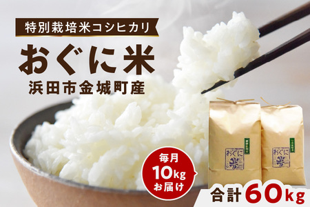 【定期便】【令和6年産】浜田市金城町産コシヒカリ「おぐに米」10kg定期便（6回コース）＜10月下旬以降の発送予定＞ 特別栽培米 定期便 10キロ 6回 米 お米 こしひかり 白米 特産品 お取り寄せ 精米 小分け 【862】