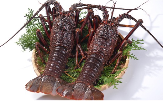 活締め冷凍伊勢海老(刺身用) 600g[1尾～3尾]エビ 海老 おせち お歳暮 刺身 天然 お祝い 海鮮 魚介 BBQ バーベキュー みそ汁【CC22】