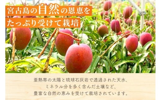 《先行予約 2026年発送》『天使のマンゴー』宮古島産アーウィンマンゴー 約800g （2玉）【ご贈答用】「LA MANGUE BLEUE」農家直送（GZ002）