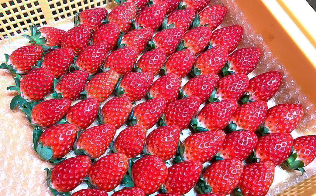 【指定日必須】【2026年1月下旬～3月下旬迄発送予定】のらくら農園　大粒いちご