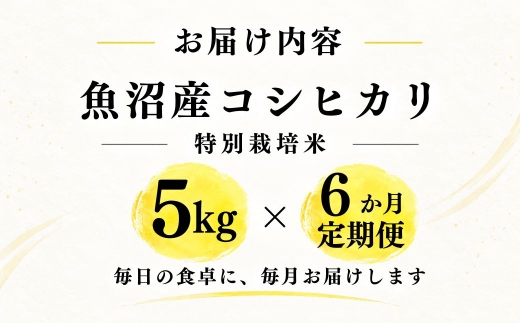 【6ヶ月定期便】【令和8年産 コシヒカリ】魚沼産コシヒカリ 特別栽培米 5kg(5kg×1袋) | 新潟県産コシヒカリ 魚沼産こしひかり 米 お米 こしひかり 白米 精米 ブランド米 津南町 米処やえ