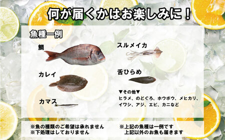 鮮魚ボックス おためしBOX ２kg 鮮魚セット 鮮魚 魚介 魚 刺身 刺し身 千葉県 銚子市 ふるさと納税 丸忠水産